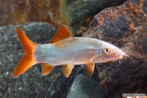 picture of Redtail Botia Sml                                                                                    Yasuhikotakia modesta