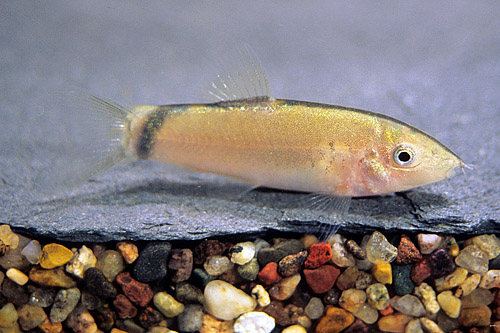 picture of Skunk Botia Reg                                                                                      Yasuhikotakia  morleti