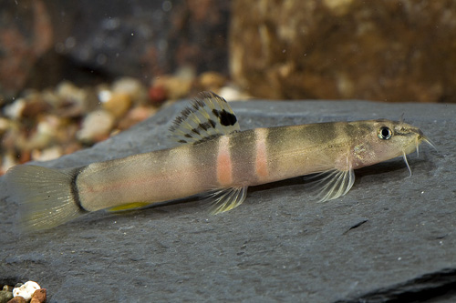 picture of Sumo Loach Reg                                                                                       Schistura balteata