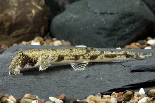 picture of Burmese Red Loach Reg                                                                                Homaloptera bilineata