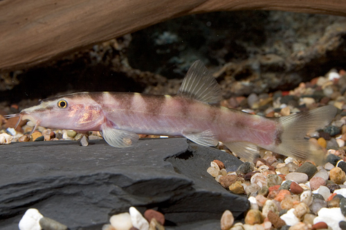 picture of Golden Zebra Loach Reg                                                                               Botia histrionica