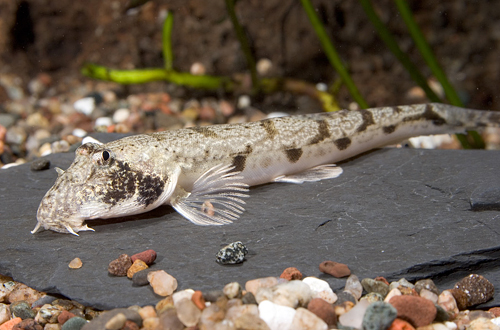 picture of Mooseface Loach Reg                                                                                  Somileptes gongata