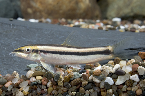 picture of Nigrolineata Loach Reg                                                                               Yasuhikatokia  nigrolineata