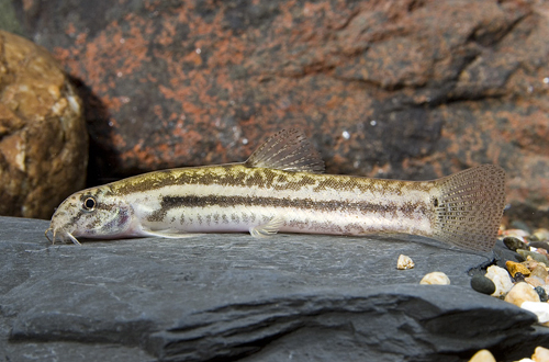 picture of Peppered Loach Sml                                                                                   Cobitis taenia