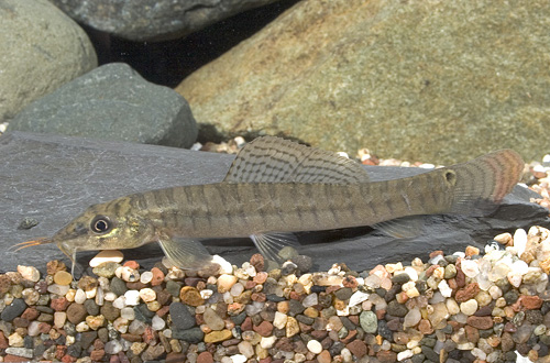 picture of Redtail Zipper Loach Reg                                                                             Schistura mahnerti