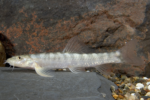 picture of Victory Loach Reg                                                                                    Schistura scaturigina