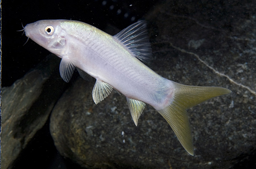 picture of Yellowtail Botia  Med                                                                                Yasuhikatokia  lecontei