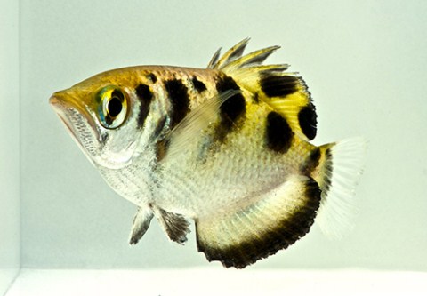 picture of Archer Fish Sml                                                                                      Toxotes jaculatrix