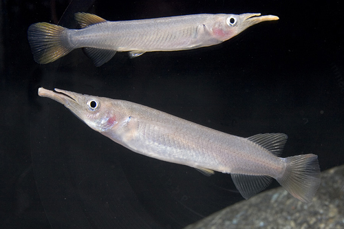 picture of Celebese Halfbeak Lrg                                                                                Dermogenys nomorhamphus celebensis