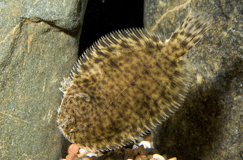 picture of Freshwater Flounder Med                                                                              Achirus fasciatus