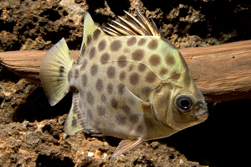 picture of Green Scat Reg                                                                                       Scatophagus argus