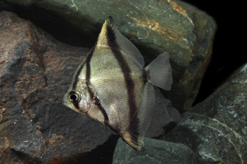 picture of Monodactylus Sebae Tank Raised M/S                                                                   Monodactylus sebae