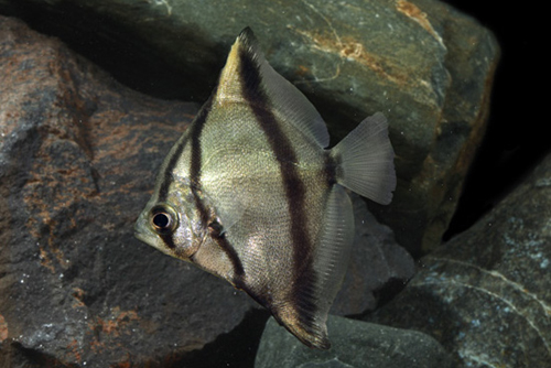 picture of Monodactylus Sebae Tank Raised Lrg                                                                   Monodactylus sebae