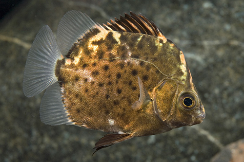 picture of Red Scat Reg                                                                                         Scatophagus argus rubifrons