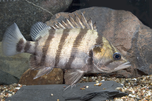 picture of Silver Datnoid Sml                                                                                   Datnioides quadrifasciatus