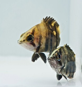 picture of Tiger Datnoid Reg                                                                                    Datnoides microlepis