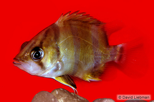 picture of Thinbar Datnoid Reg                                                                                  Datnioides undecimradiatus