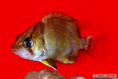 picture of Thinbar Datnoid Lrg                                                                                  Datnioides undecimradiatus