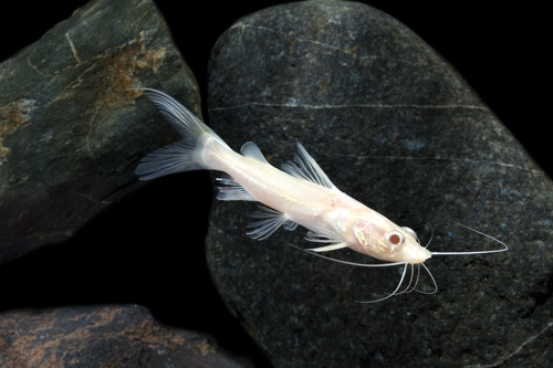 picture of Albino Asian Redtail Catfish Med                                                                     Mystus nemurus 'Albino'