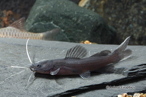 picture of Asian Redtail Catfish Lrg                                                                            Mystus nemurus