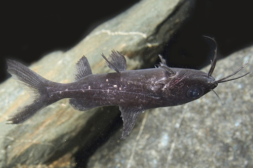 picture of Burmese Upside Down Catfish Med                                                                      Mystus leucophasis