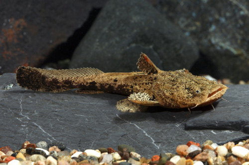 picture of Chaca Chaca Catfish Med                                                                              Chaca chaca