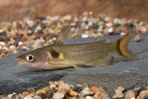 picture of Sun Catfish Reg                                                                                      Horabagrus brachysoma