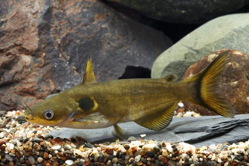 picture of Sun Catfish Med                                                                                      Horabagrus brachysoma