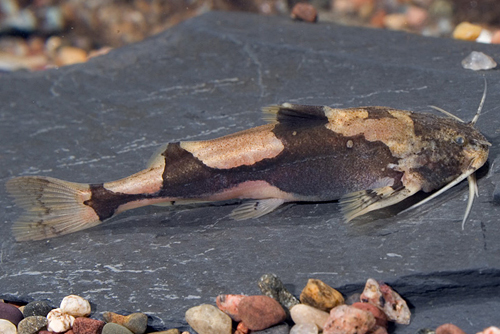 picture of Akysis Bumblebee Catfish Reg                                                                         Akysis sp.