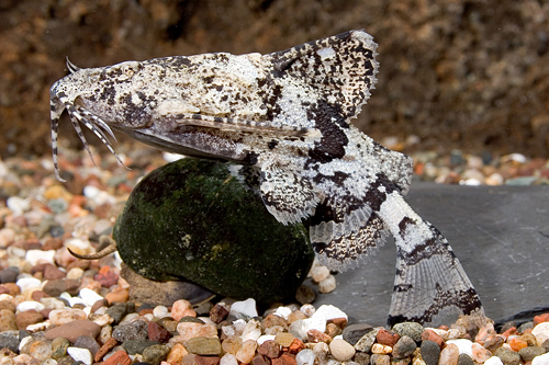 picture of Indian Butterfly Catfish Lrg                                                                         Ompok pabda