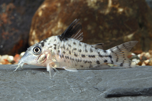 picture of Agassizi Corydoras Reg                                                                               Corydoras agassizi