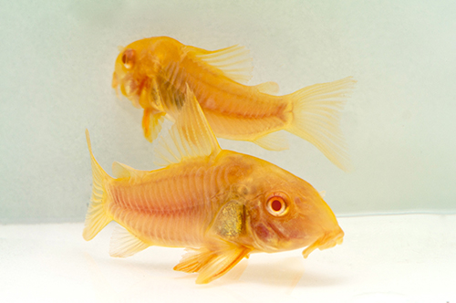 picture of Albino Aeneus Corydoras Reg                                                                          Corydoras aeneus 'Albino'