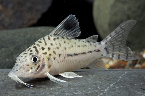 picture of Bloch Blochi Corydoras Med                                                                           Corydoras blochi blochi