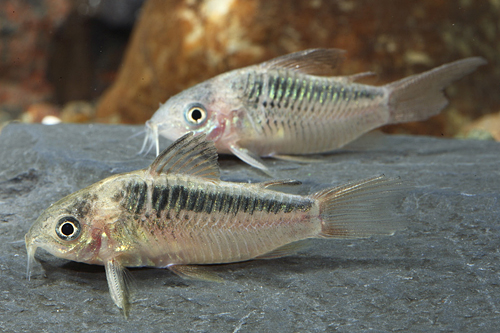 picture of Elegans Corydoras Reg                                                                                Corydoras elegans