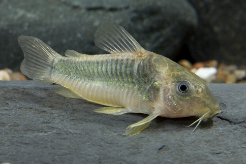 picture of Green & Gold Corydoras Reg                                                                           Corydoras melanotaenia