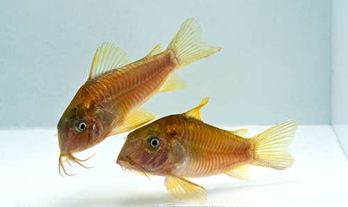 picture of Green Aeneus Corydoras Sml                                                                           Corydoras aeneus