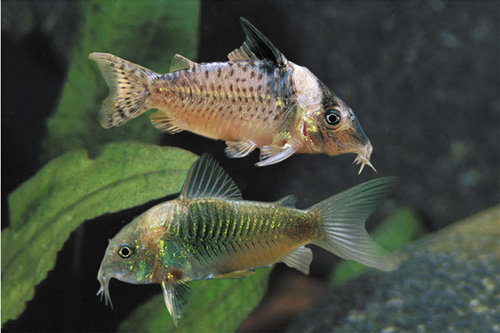 picture of Assorted Corydoras Sml                                                                               Corydoras spp.