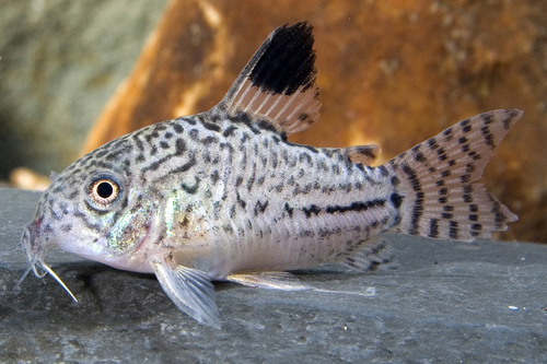 picture of Julii Corydoras Med                                                                                  Corydoras julii