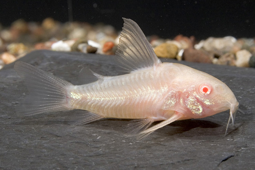 picture of Albino Longfin Paleatus Corydoras Lrg                                                                Corydoras paleatus 'Albino Longfin'