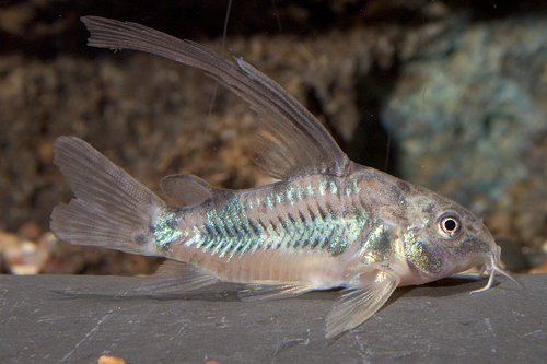 picture of Longfin Paleatus Corydoras Reg                                                                       Corydoras paleatus 'Longfin'