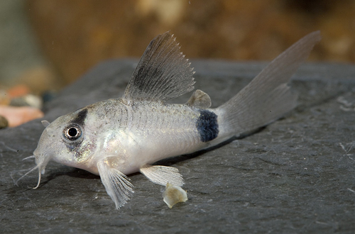 picture of Longfin Panda Corydoras Sml                                                                          Corydoras panda 'Longfin'