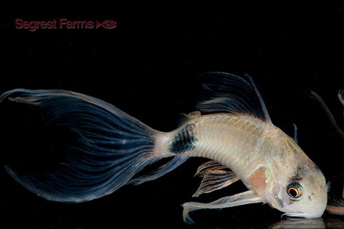 picture of Longfin Panda Corydoras Reg                                                                          Corydoras panda 'Longfin'