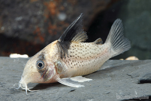 picture of Melanistius Corydoras Med                                                                            Corydoras melanistius