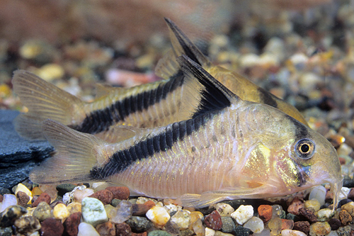 picture of Melini Corydoras Med                                                                                 Corydoras melini