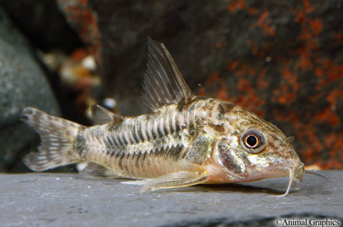 picture of Paleatus Corydoras Reg                                                                               Corydoras paleatus