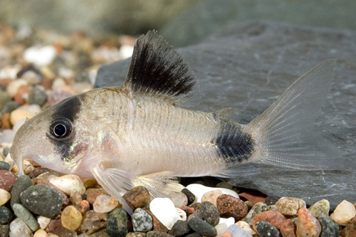 picture of Panda Corydoras Sml                                                                                  Corydoras panda