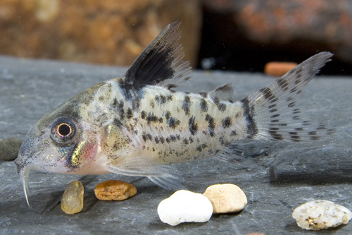 picture of Punctatus Corydoras Lrg                                                                              Corydoras punctatus