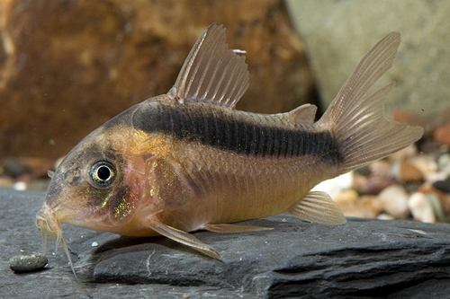 picture of Rabauti Corydoras Reg                                                                                Corydoras rabauti