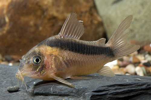 picture of Rabauti Corydoras Med                                                                                Corydoras rabauti