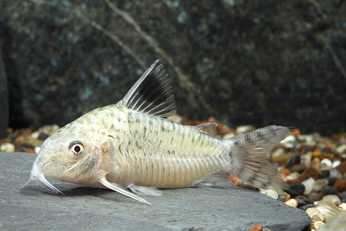 picture of Reticulatus Corydoras Reg                                                                            Corydoras reticulatus